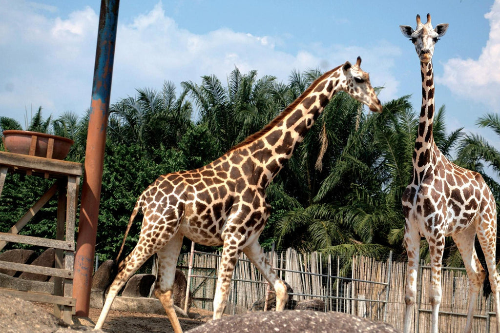 Safari Afamosa Tour