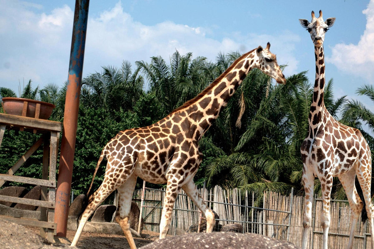 Safari Afamosa Tour