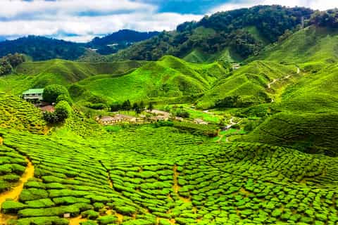 Cameron Highlands 2 Days/1 Night