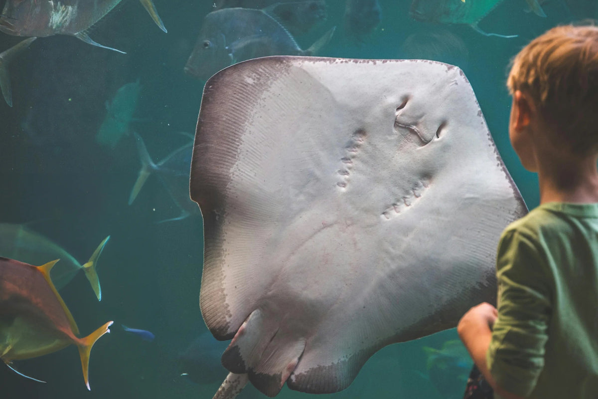Aquaria KLCC