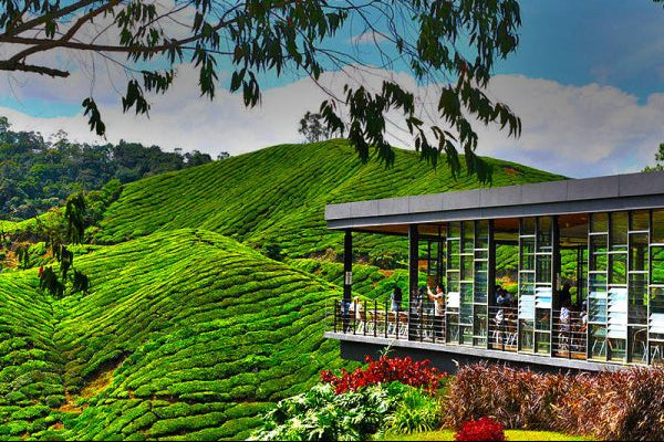 Cameron Highlands 2 Days/1 Night