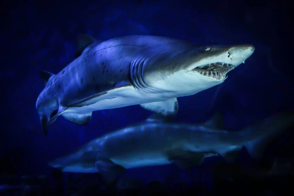 Aquaria KLCC