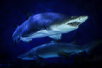 Aquaria KLCC