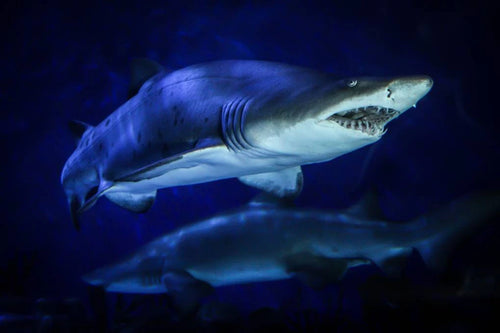 Aquaria KLCC