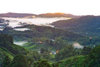 Cameron Highlands 2 Days/1 Night