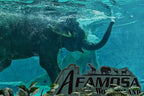 Safari Afamosa Tour