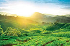 Cameron Highlands 2 Days/1 Night