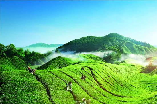 Cameron Highlands 2 Days/1 Night